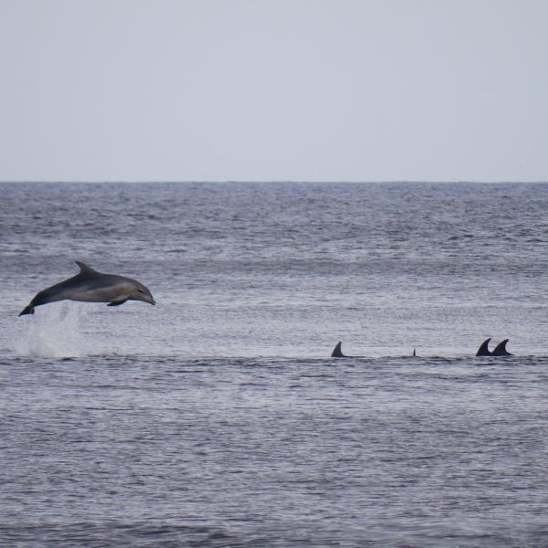 Banc de dauphins