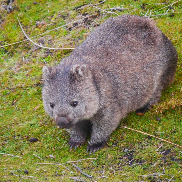 Wombat