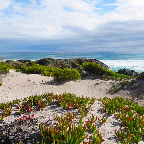 Le littoral et ses griffes de sorcière